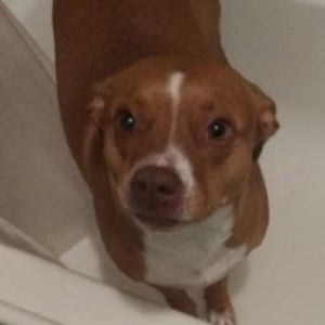 Meet your Posher, Mya the